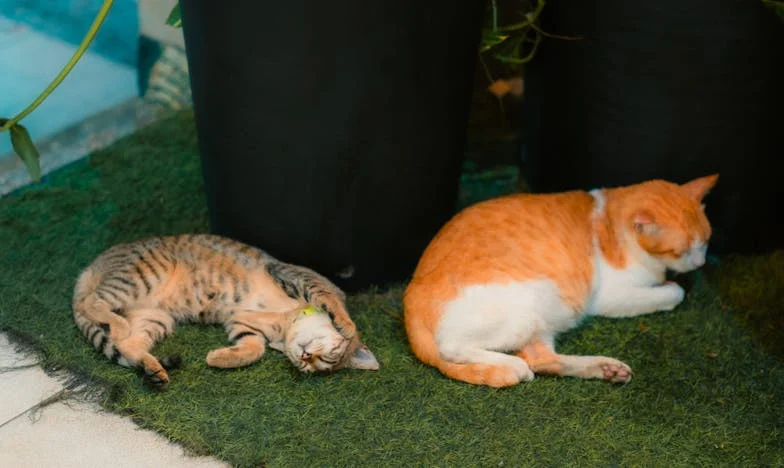 Svaki Kovanac Pod Njegovom Kontrolom: Moja Priča o Financijskoj Sjenki