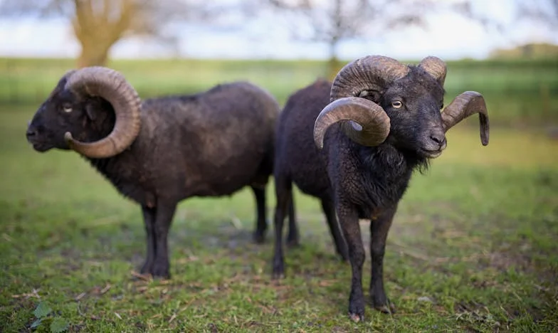 Tajna koja je uništila moju obitelj – Ispovijest jedne žene iz Zagreba