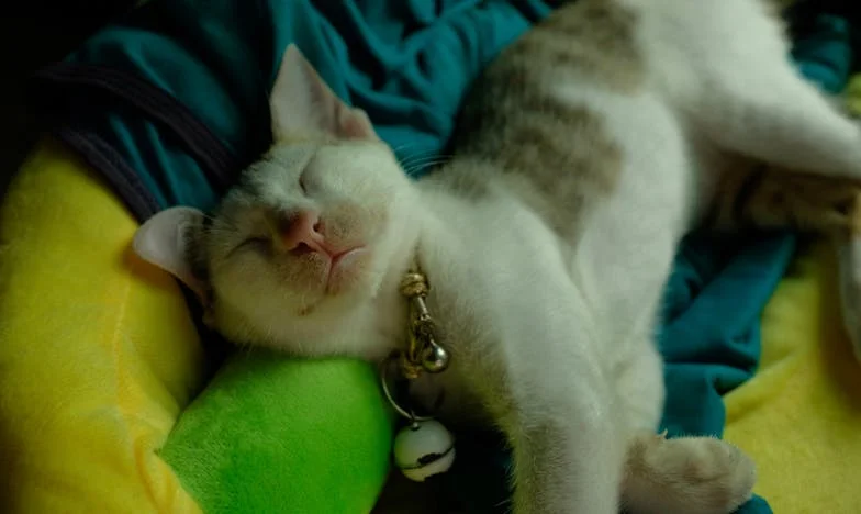 Tajna kuća moje svekrve: Bitka za dom i istinu