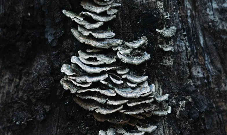 Vidjela sam šogora s drugom ženom i šutjela da zaštitim trudnu sestru – sada me svi krive za tragediju