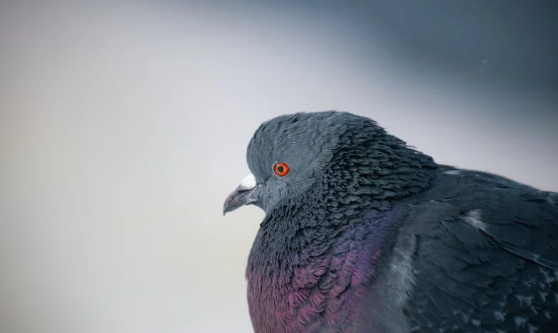 Bratova Octavia i moja noćna mora: Kako je jedan potpis pretvorio moj život u pakao obiteljskih dugova