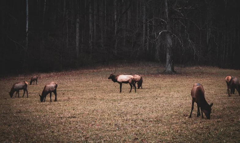 Dug moje majke, moj križ: Priča o naslijeđu koje nisam birala