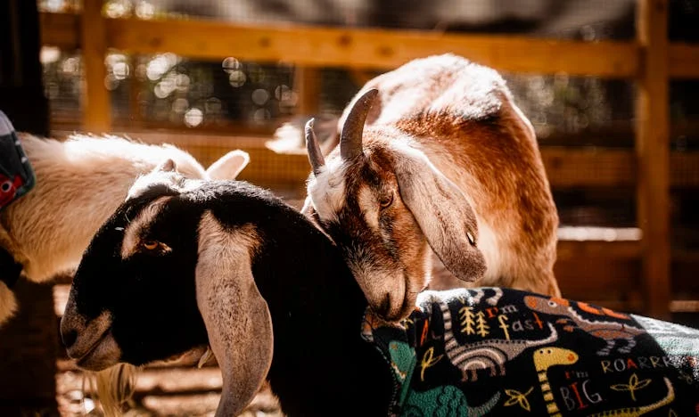 Kad ljubav i obitelj postanu taoci tuđih očekivanja: Priča o kući na periferiji