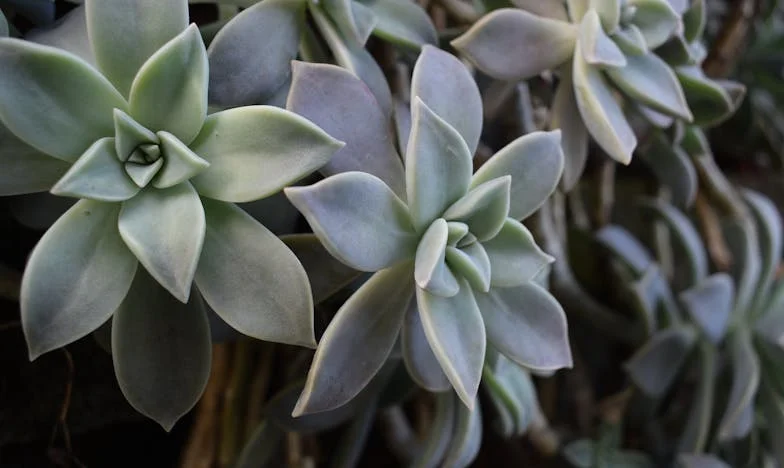 Kad ljubav postane računica: Priča o obitelji Marić i podjeli na postotke