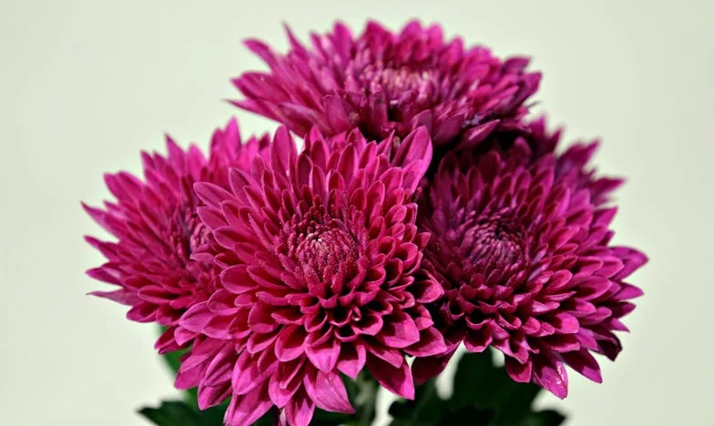 Ne mogu više s mamom pod istim krovom – jesam li loša kćerka?