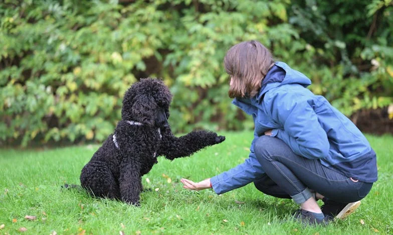 Nikad nisam voljela buduću snahu: Priča o majčinskoj sumnji i obiteljskim raskolima