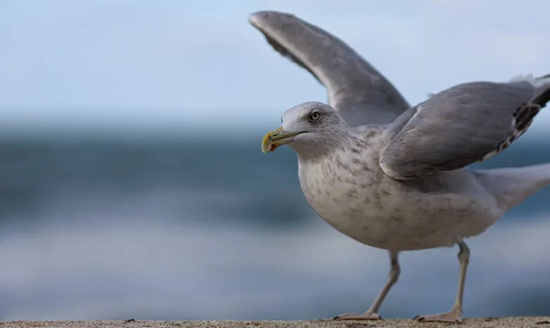 Otac na vratima: Povratak prošlosti koju nisam tražila