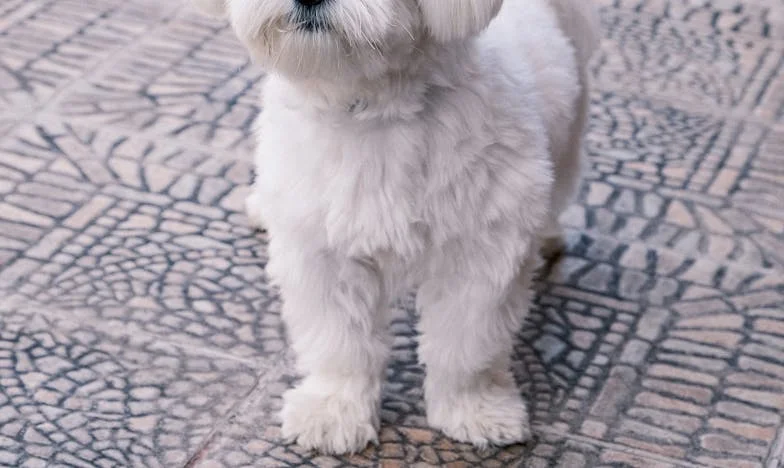 Poklon koji je razorio našu sreću: Priča o jednom nesretnom daru