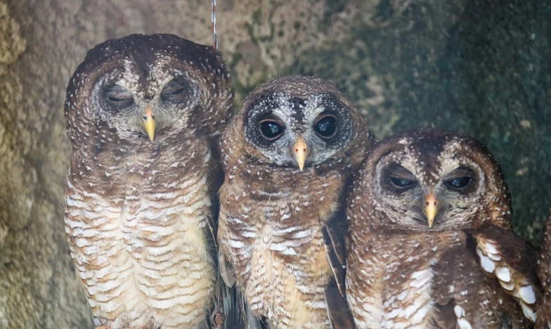 Bez ruku, ali s novim srcem: Moj put kroz tamu do svjetla