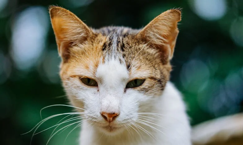 Granica koju sam morala povući: Priča o meni, mojoj svekrvi i borbi za vlastiti glas
