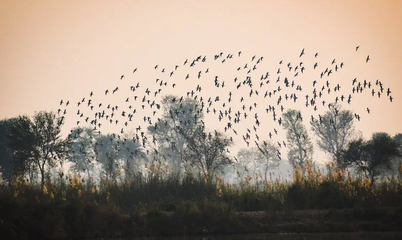 Nevidljiva domaćica: Slomljen rođendan