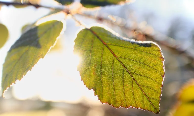 Osveta u kuhinji: Kako sam se suprotstavila svekrvi i pronašla sebe