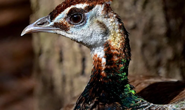 Između Dva Svijeta: Božić Koji Je Slomio Moju Obitelj