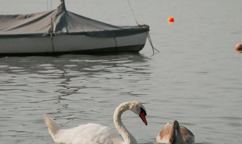Kad je stigao račun za svadbu, ljubav je stavljena na probu