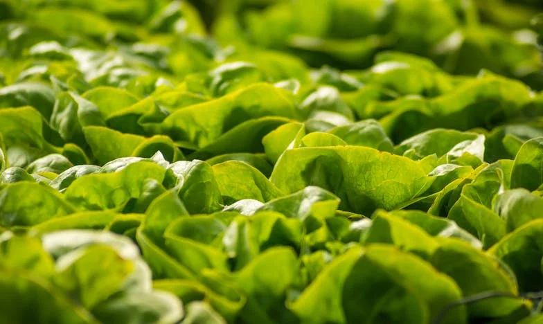 Sudbina nas je spojila, ali život nas je razdvojio: Priča o Lejli i Dini