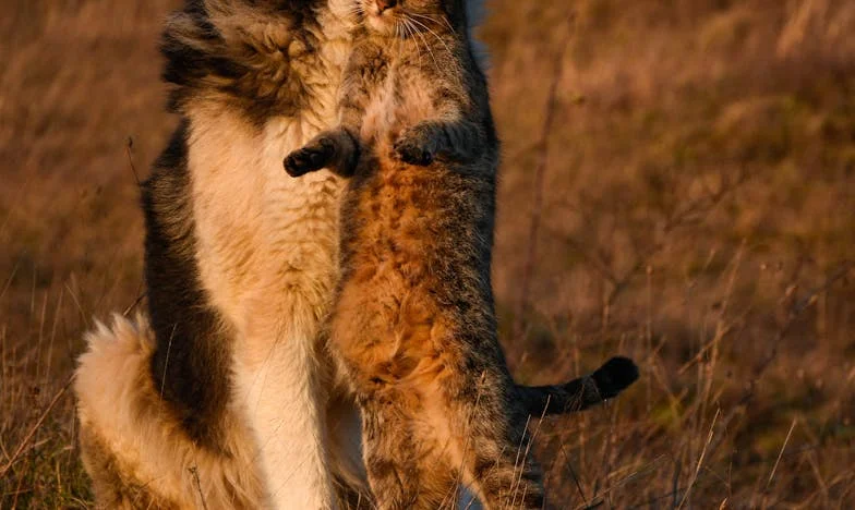 Kad Dom Nije Sigurno Mjesto: Priča o Bijegu, Povjerenju i Izdaji