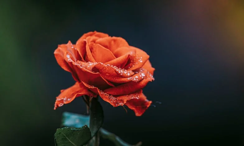 Nikad nisam željela biti maćeha: Priča o ljubavi, granicama i boli