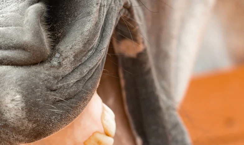 Život u sjeni tiranina – Priča jedne zagrebačke obitelji