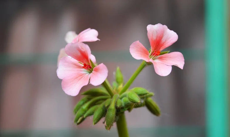 Kad sam otvorila pismo iz banke, znala sam da moj sin ima ozbiljan problem