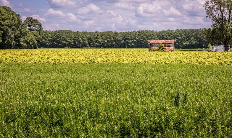 Plameny vzpomínek: Dvakrát narozená, jednou zrazená