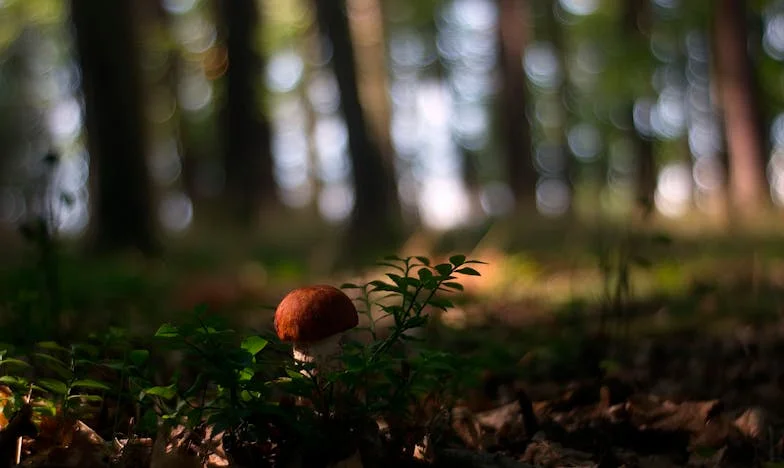 Když se lednice stane hranicí: Příběh jednoho rozchodu v Praze