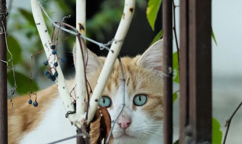 Když se sny o klidu změní v tiché otroctví: Příběh jedné matky