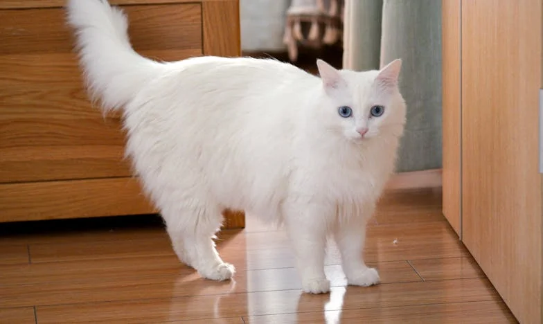 Když tchyně převzala náš domov: Boj o vlastní hranice a rodinný klid