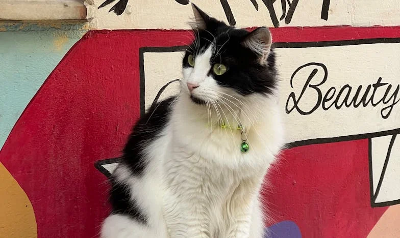 Dopis za záclonou: Jak jeden vzkaz změnil celý můj svět