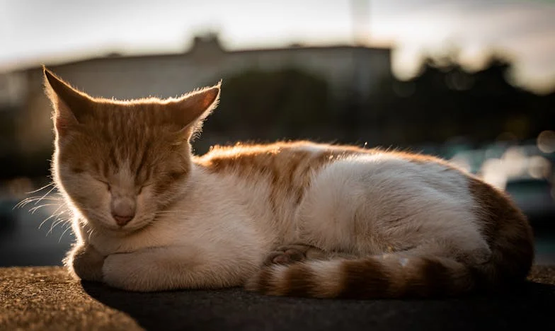 Dům, do kterého nesmím vstoupit: Příběh matky, která obětovala vše pro své děti