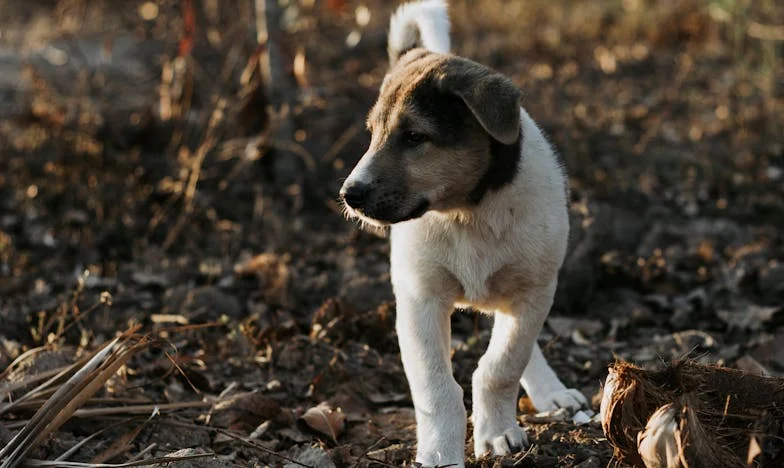 Dvakrát zlomené srdce: Jak se můj americký sen změnil v noční můru