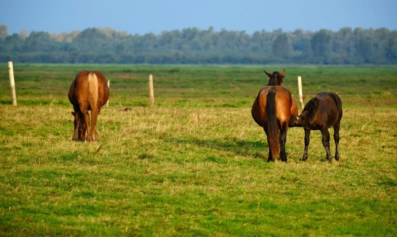 Každý den vařím odznova, protože Petr odmítá zbytky: Jak z toho ven?