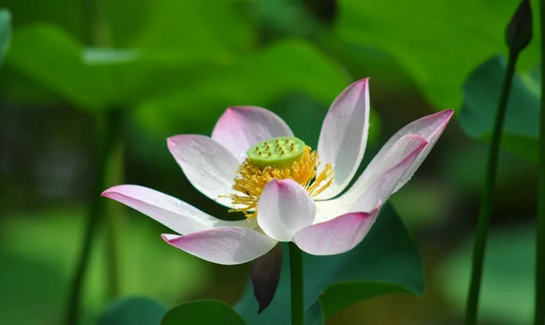 Když mi cizí žena zakázala kojit v parku: Příběh o odvaze a mateřství