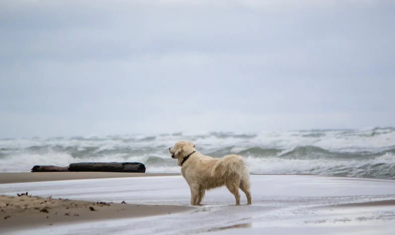 Když minulost zaklepe: Tajemství mé dcery a zkouška rodiny