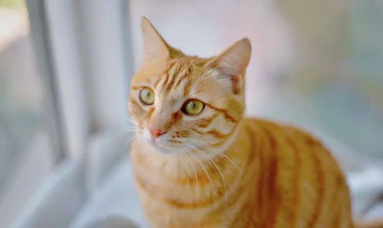 „Mami, tady je ještě špína!” – Jak se naše rodina rozpadla kvůli nevyřčeným křivdám a tichým domácím válkám