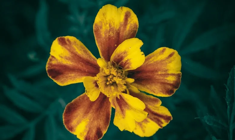 Matčina stín: Příběh o lásce, pýše a nevyřčených slovech