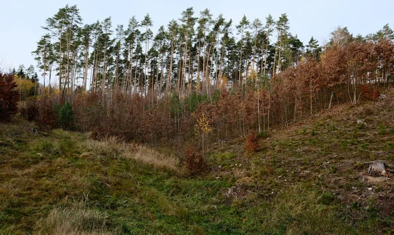 Mezi dvěma sestrami: Když matka zradí vlastní dítě