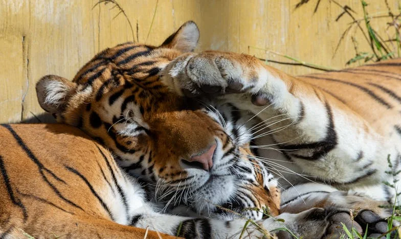 „Moje tchyně mě považuje za služku“ – Můj boj o respekt v domě, který se stal vězením místo útočiště