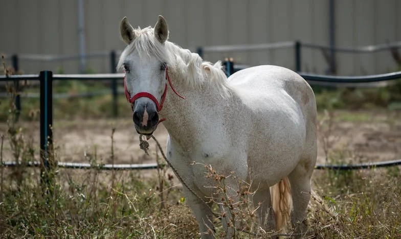 Myslela jsem, že svatba v šedesáti bude pohádka. Ale skutečnost byla jiná.