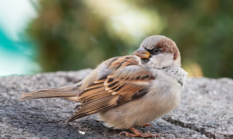 Návrat do vesnice, kterou jsem před čtrnácti lety opustil: Střet s minulostí a starou láskou