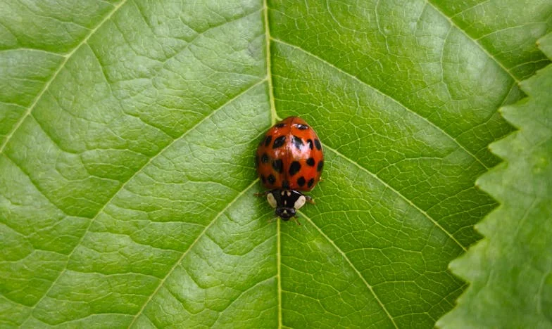 Nevítaná návštěva: Boj o hranice v rodině