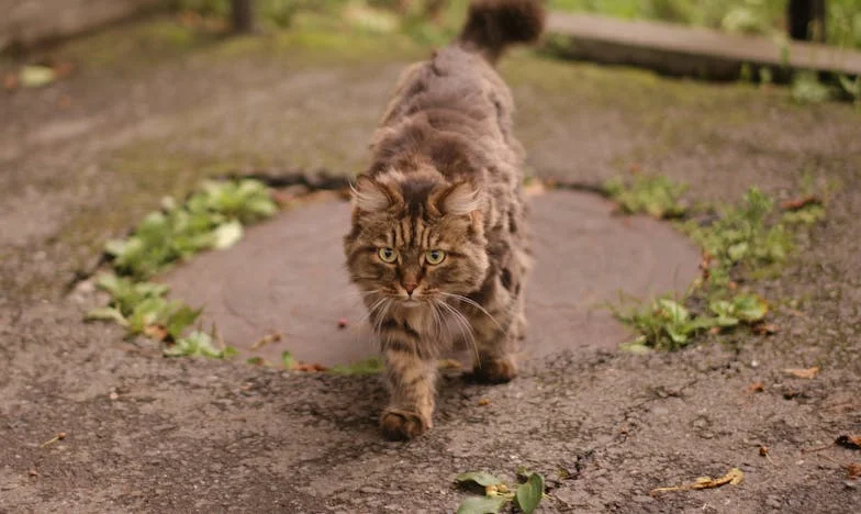 Pravda za rudými růžemi: Odhalení na mé narozeniny