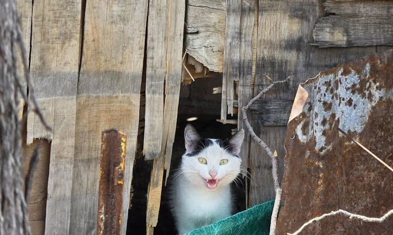 Svatba, která roztrhla naši rodinu: Bratr odešel kvůli daru od tchyně