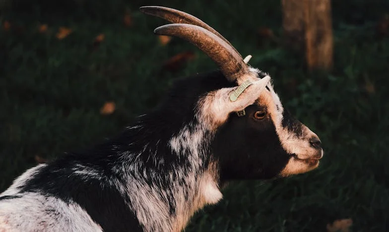 V polovině života jsem zjistil, že mé děti nejsou moje