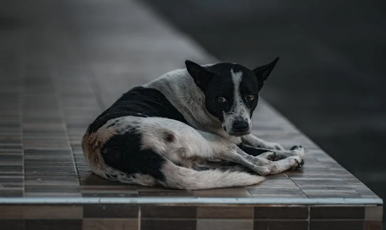 Jedno vnouče mi stačí: Příběh o lásce, rodině a hranicích