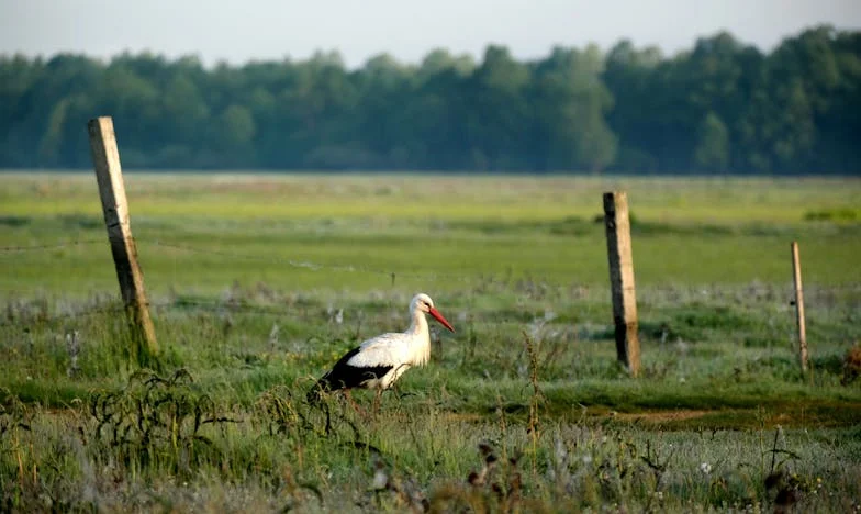 Dwa razy złamane serce: Gdy własna mama zawodzi – historia Ewy