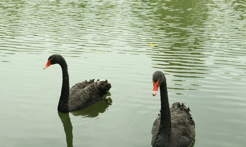 Jak próbowałam powstrzymać nieproszonych kuzynów, którzy wpadali na każdą naszą rodzinną uroczystość