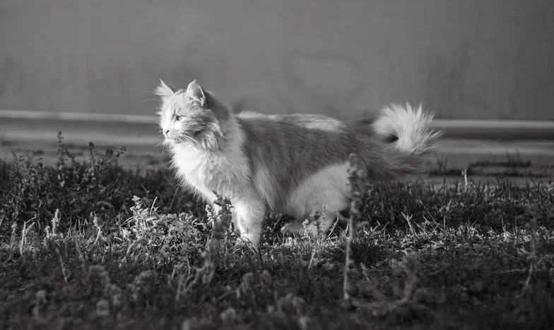 „Jeśli twoja matka wyjeżdża na miesiąc, to ja też!” – Polska żona przeciwko rodzinnym schematom