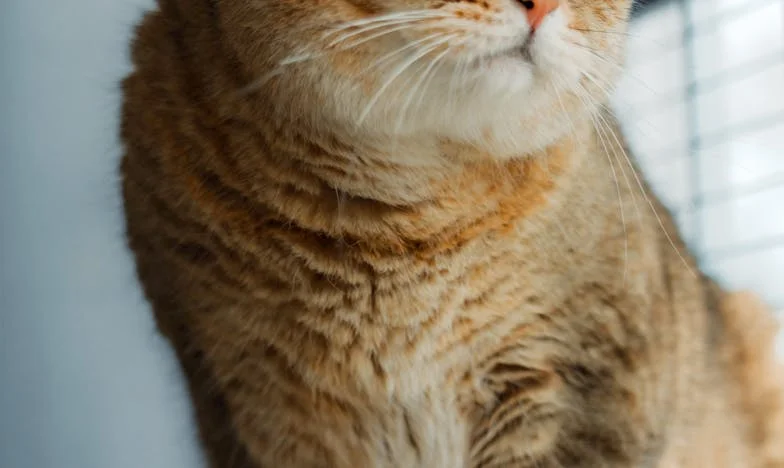 „Już nigdy nie zobaczysz swojego syna!” – Jak moja teściowa rozbiła naszą rodzinę i odebrała mi spokój