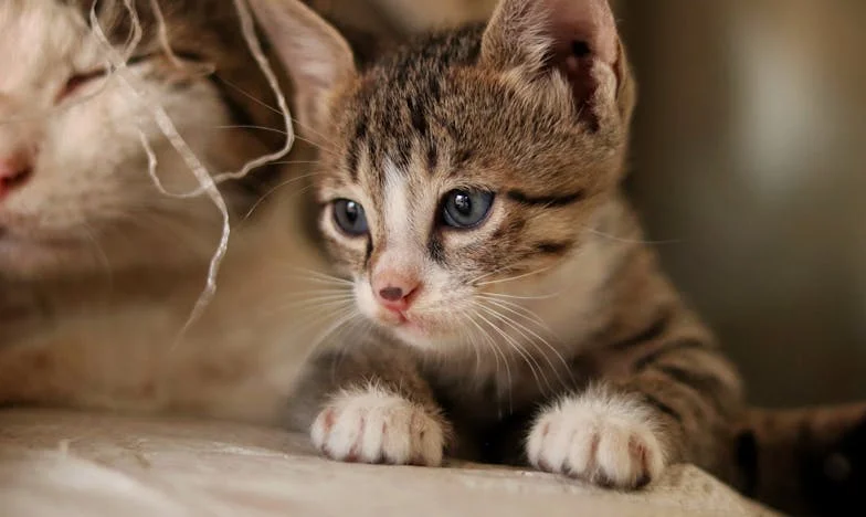 "Mój syn już mnie nie poznaje… Czy matczyna miłość wystarczy, by odzyskać rodzinę?"