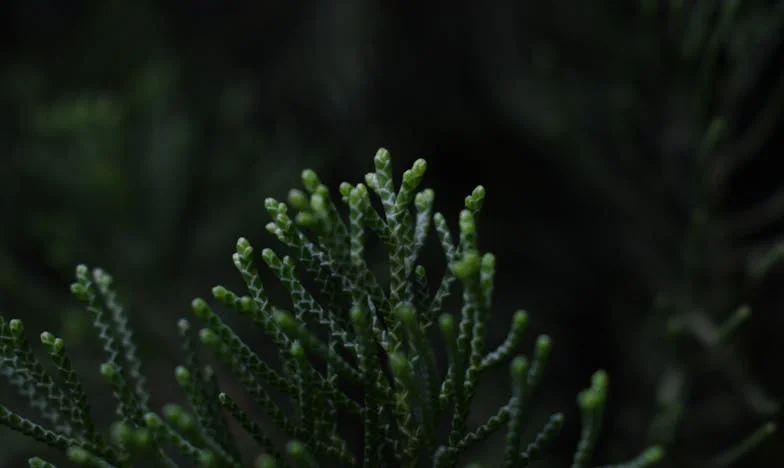 Oddana jak wadliwy towar: historia dziewczynki, której los odmieniła jedna kobieta